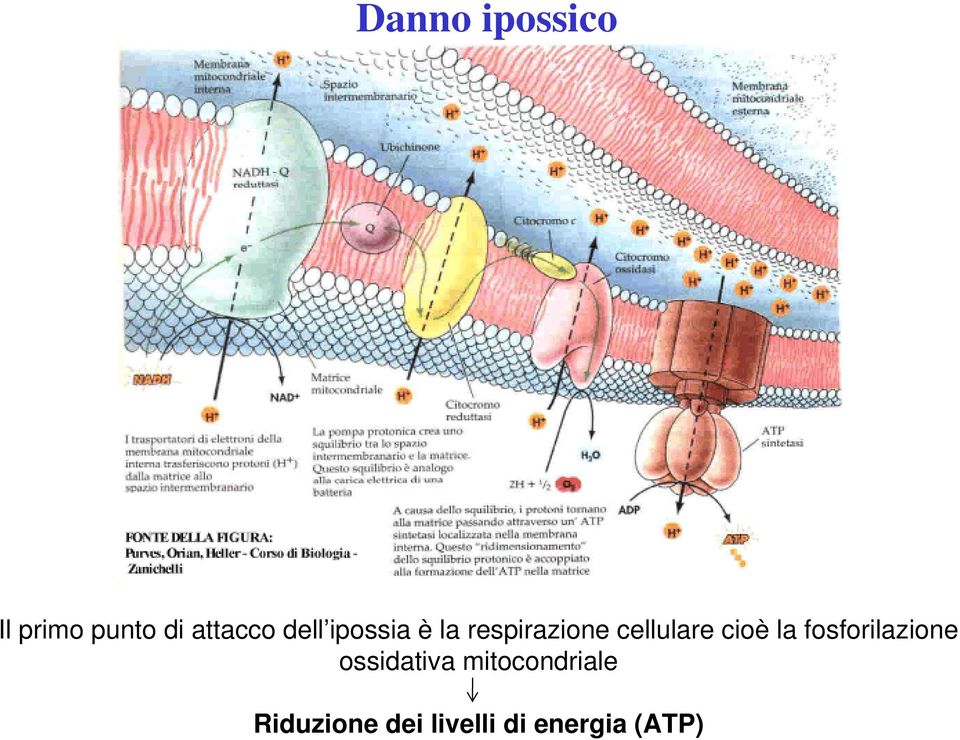 cioè la fosforilazione ossidativa