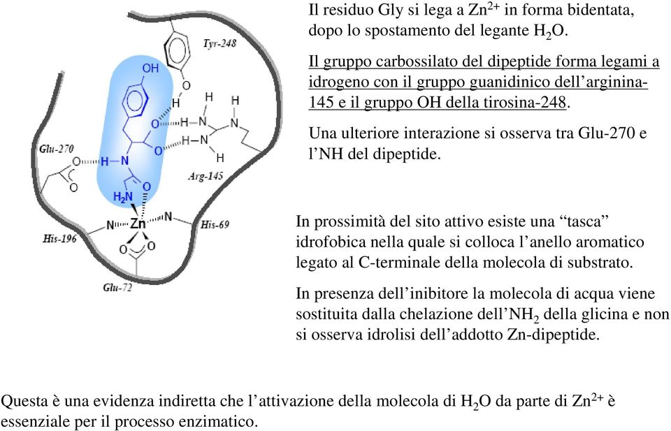 Una ulteriore interazione si osserva tra Glu-270 e l NH del dipeptide.