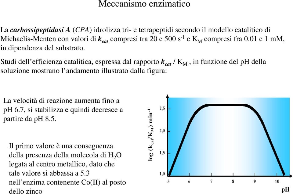 Studi dell efficienza catalitica, espressa dal rapporto k cat / K M, in funzione del ph della soluzione mostrano l andamento illustrato dalla figura: La velocità di