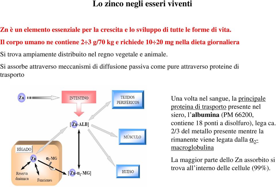 Si assorbe attraverso meccanismi di diffusione passiva come pure attraverso proteine di trasporto Una volta nel sangue, la principale proteina di trasporto presente