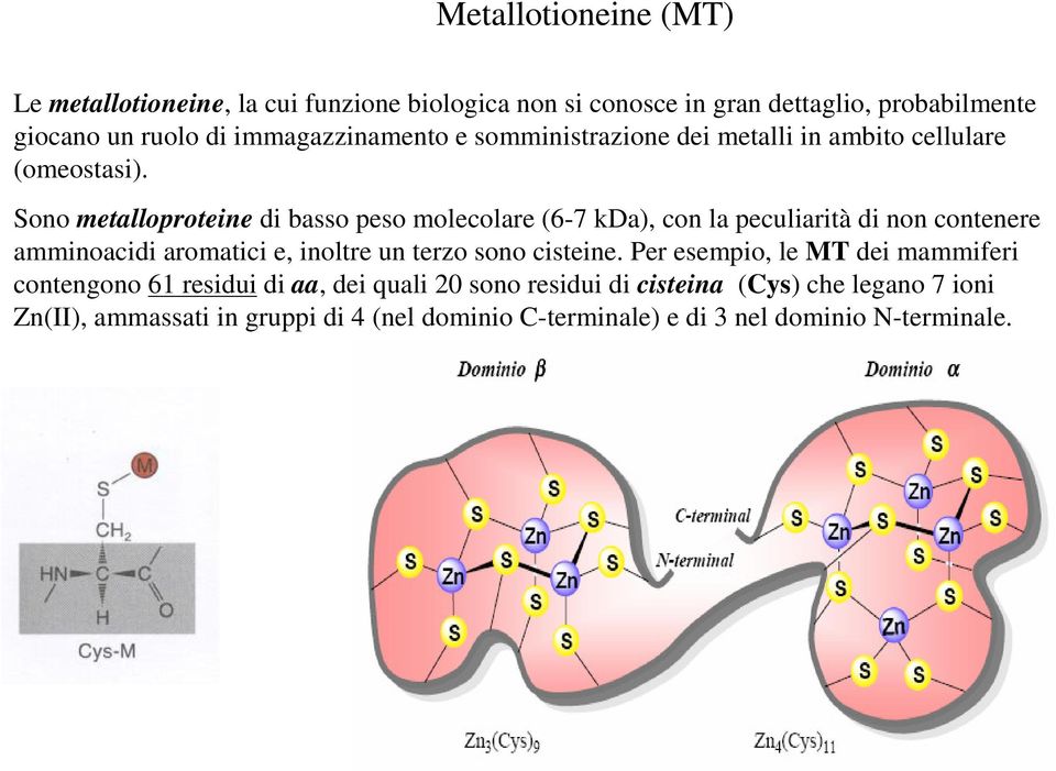 Sono metalloproteine di basso peso molecolare (6-7 kda), con la peculiarità di non contenere amminoacidi aromatici e, inoltre un terzo sono
