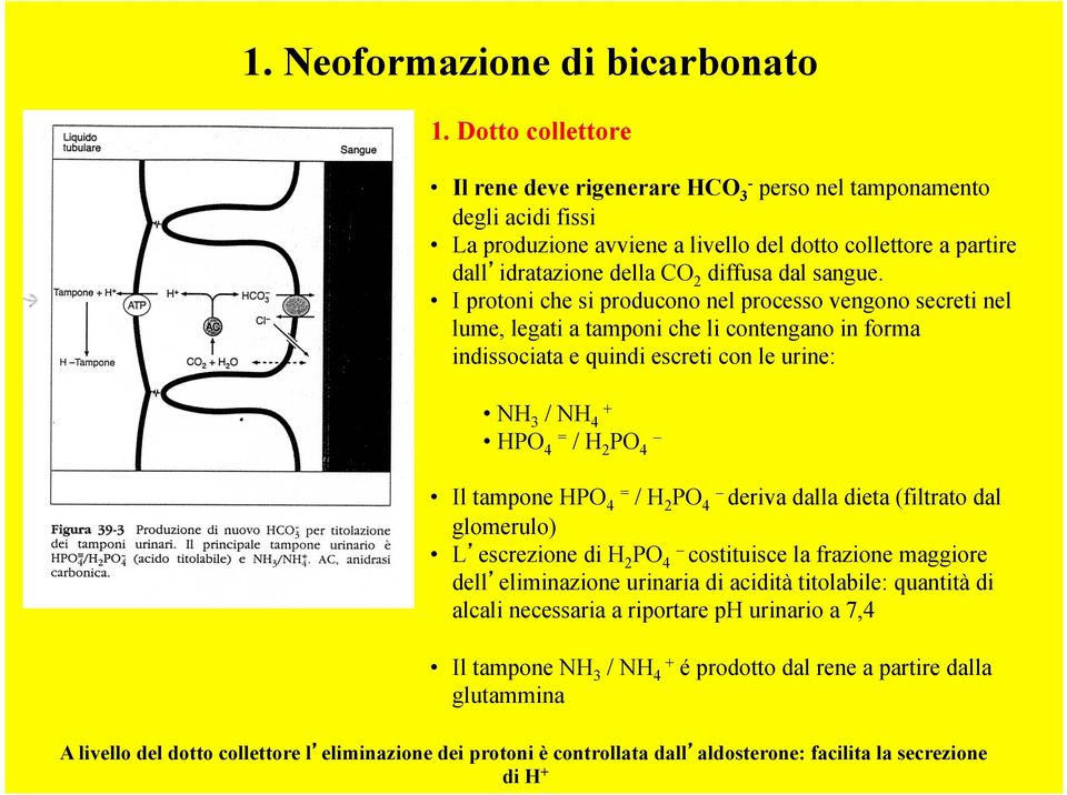 I protoni che si producono nel processo vengono secreti nel lume, legati a tamponi che li contengano in forma indissociata e quindi escreti con le urine: NH 3 / NH 4 + HPO 4 = / H 2 PO 4 Il tampone