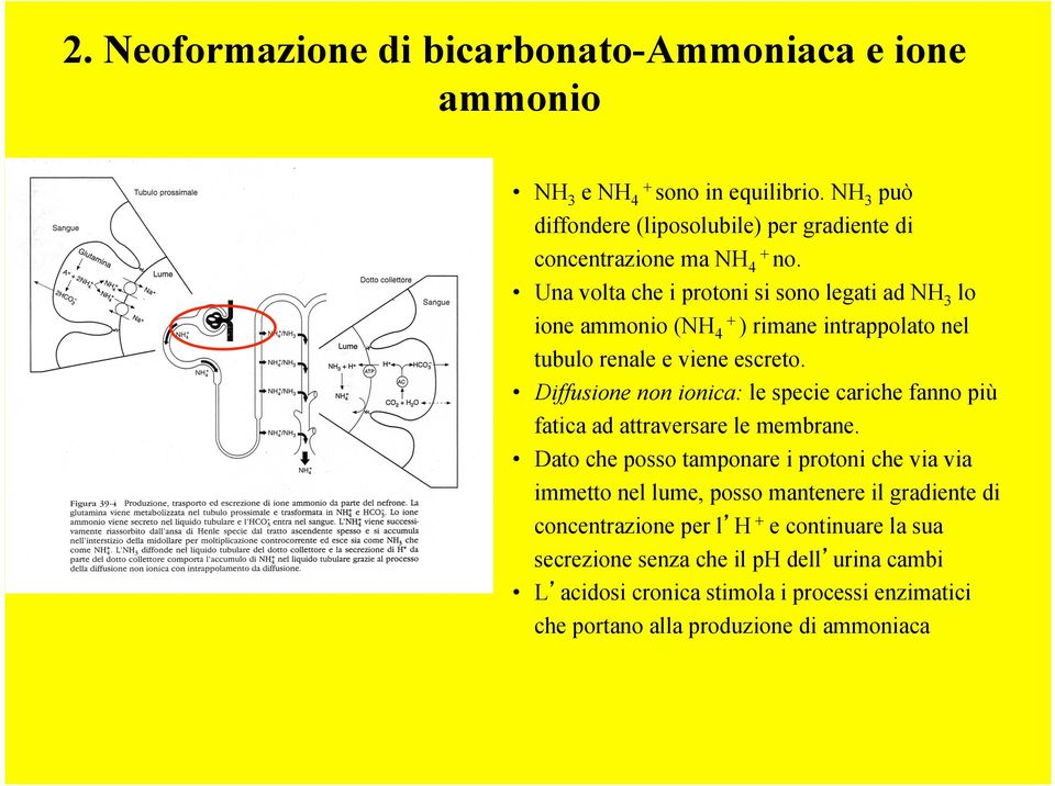 Una volta che i protoni si sono legati ad NH 3 lo ione ammonio (NH + 4 ) rimane intrappolato nel tubulo renale e viene escreto.