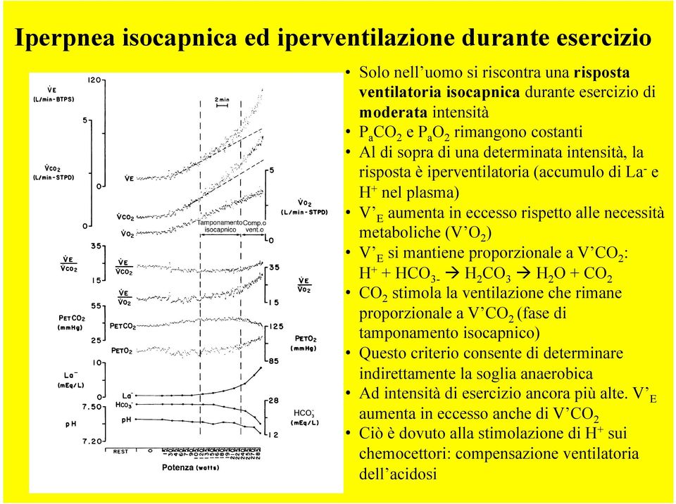 proporzionale a V CO 2 : H + + HCO 3 H 2 CO 3 H 2 O + CO 2 CO 2 stimola la ventilazione che rimane proporzionale a V CO 2 (fase di tamponamento isocapnico) Questo criterio consente di determinare