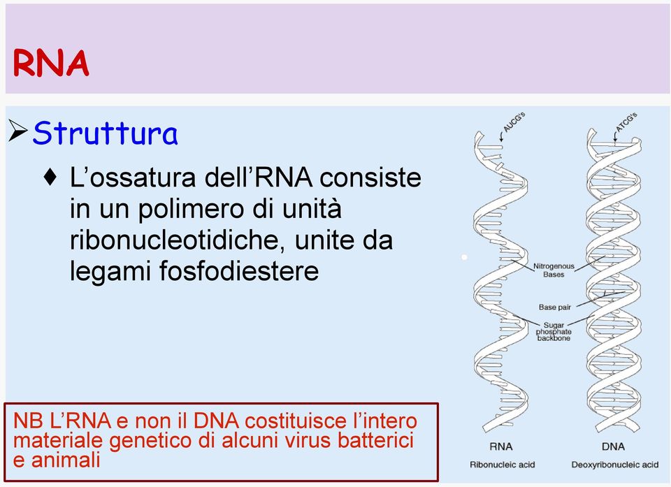 fosfodiestere NB L RNA e non il DNA costituisce l