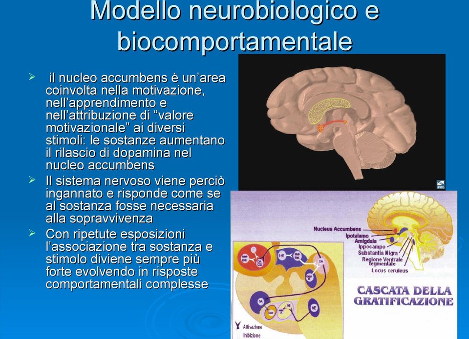 accumbens Il sistema nervoso viene perciò ingannato e risponde come se al sostanza fosse necessaria alla sopravvivenza Con