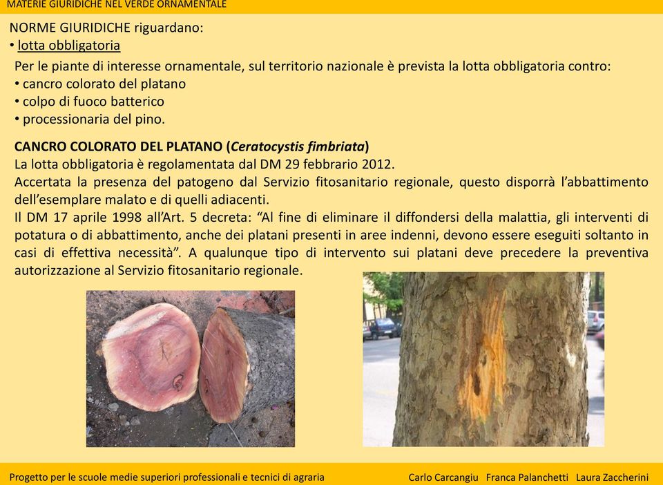 Accertata la presenza del patogeno dal Servizio fitosanitario regionale, questo disporrà l abbattimento dell esemplare malato e di quelli adiacenti. Il DM 17 aprile 1998 all Art.