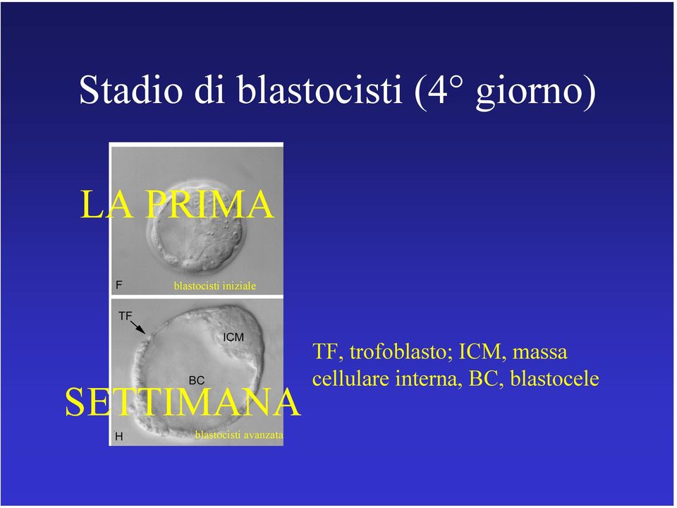 TF, trofoblasto; ICM, massa cellulare