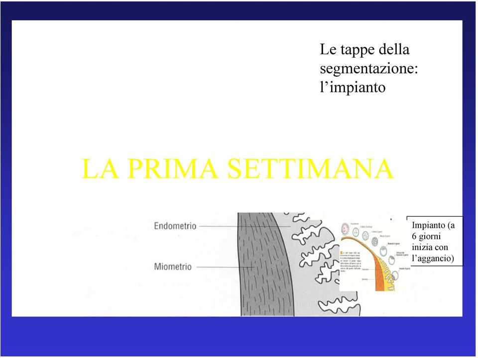 100 µm LA PRIMA SETTIMANA 300 µm