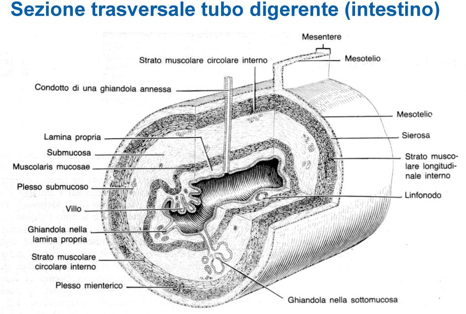 tubo