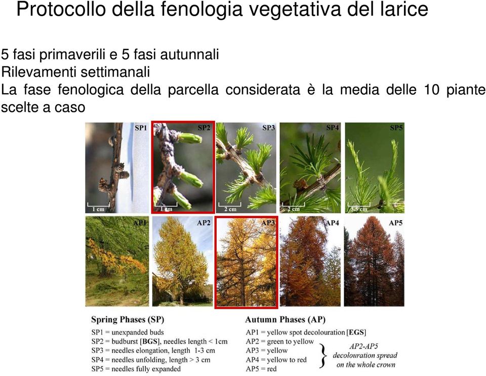 settimanali La fase fenologica della parcella