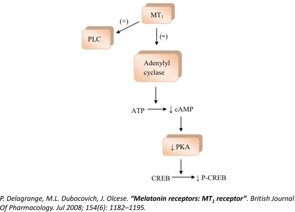 Melatonin receptors: MT 1 receptor.