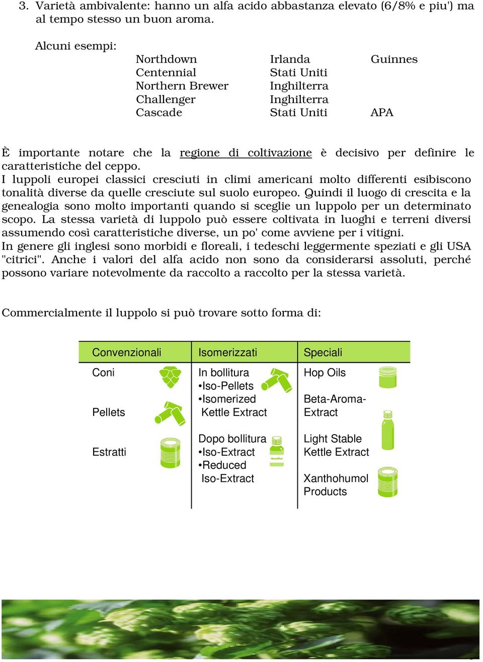 I luppoli europei classici cresciuti in climi americani molto differenti esibiscono tonalità diverse da quelle cresciute sul suolo europeo.