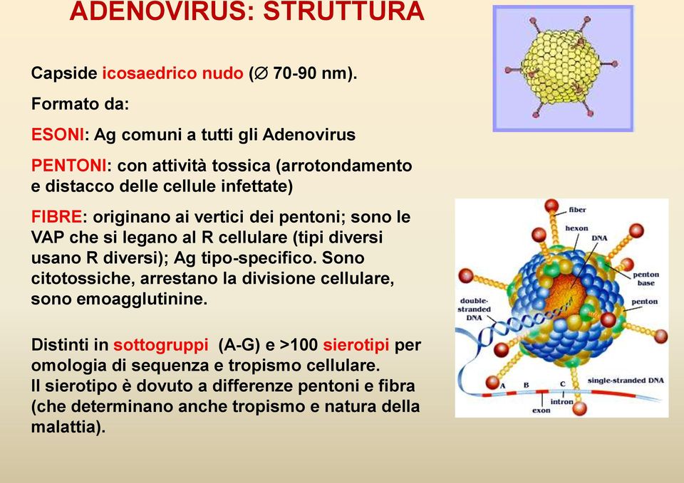 ai vertici dei pentoni; sono le VAP che si legano al R cellulare (tipi diversi usano R diversi); Ag tipo-specifico.