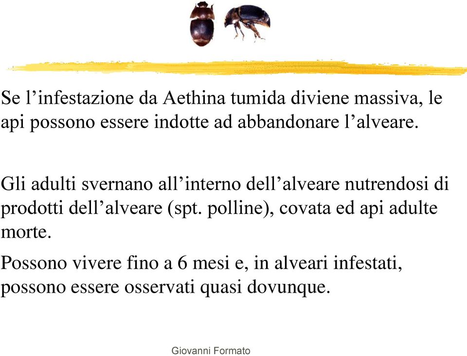 Gli adulti svernano all interno dell alveare nutrendosi di prodotti dell alveare