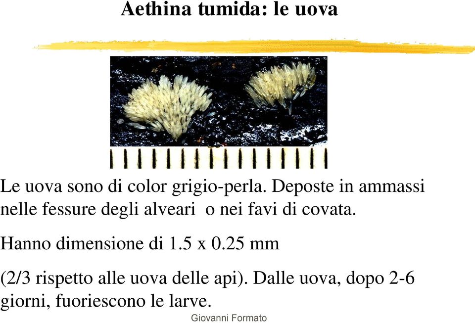 covata. Hanno dimensione di 1.5 x 0.