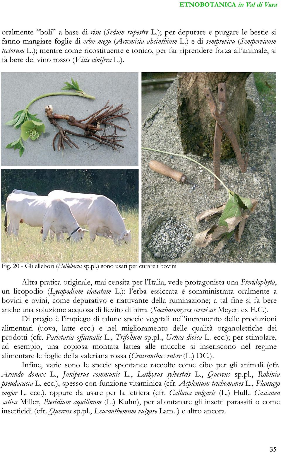 ) sono usati per curare i bovini Altra pratica originale, mai censita per l Italia, vede protagonista una Pteridophyta, un licopodio (Lycopodium clavatum L.