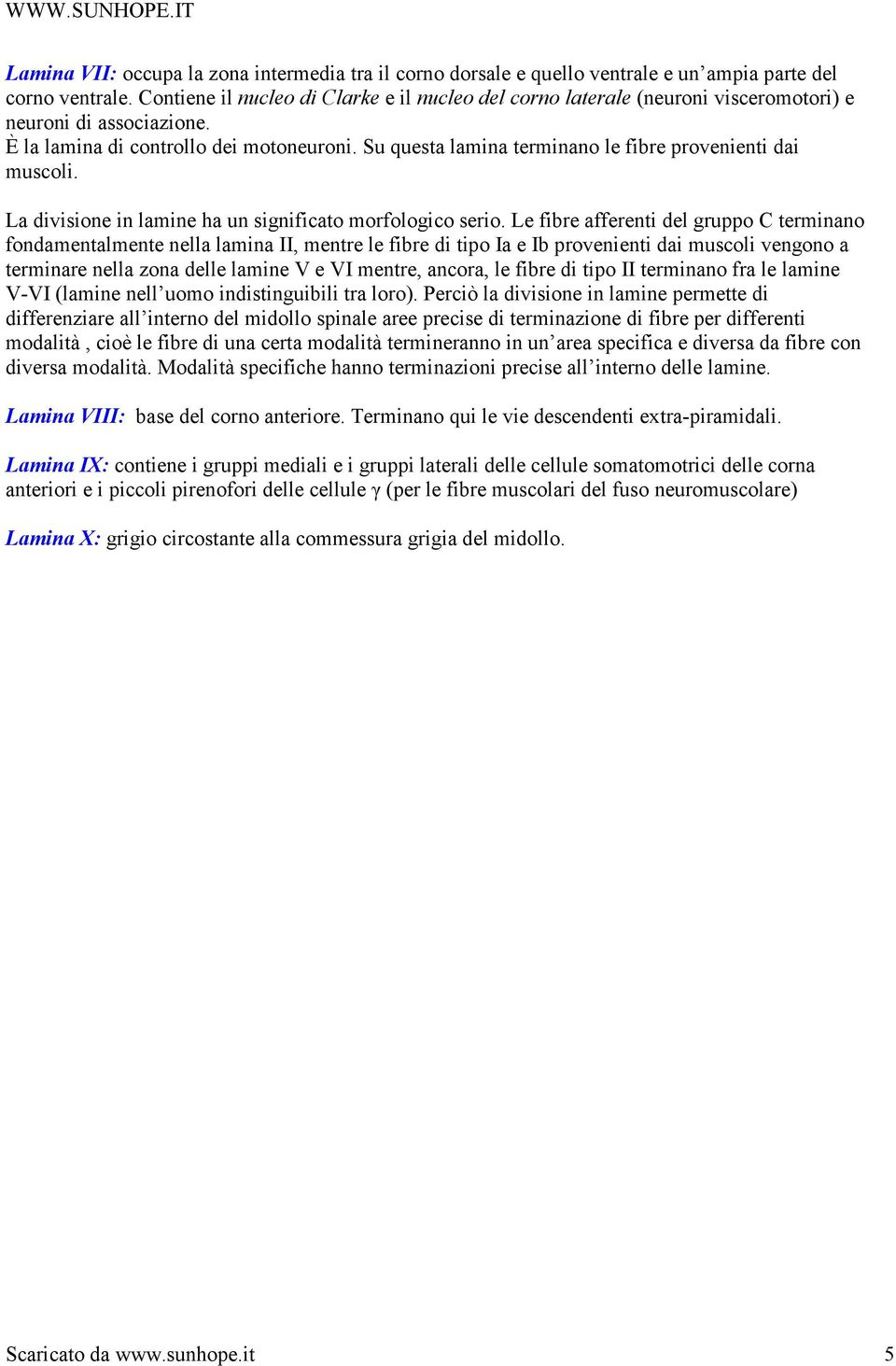 Su questa lamina terminano le fibre provenienti dai muscoli. La divisione in lamine ha un significato morfologico serio.