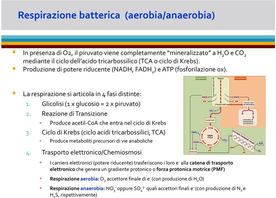 Reazione di Transizione Produce acetil-coa che entra nel ciclo di Krebs 3. Ciclo di Krebs (ciclo acidi tricarbossilici, TCA) Produce metaboliti precursori di vie anaboliche 4.