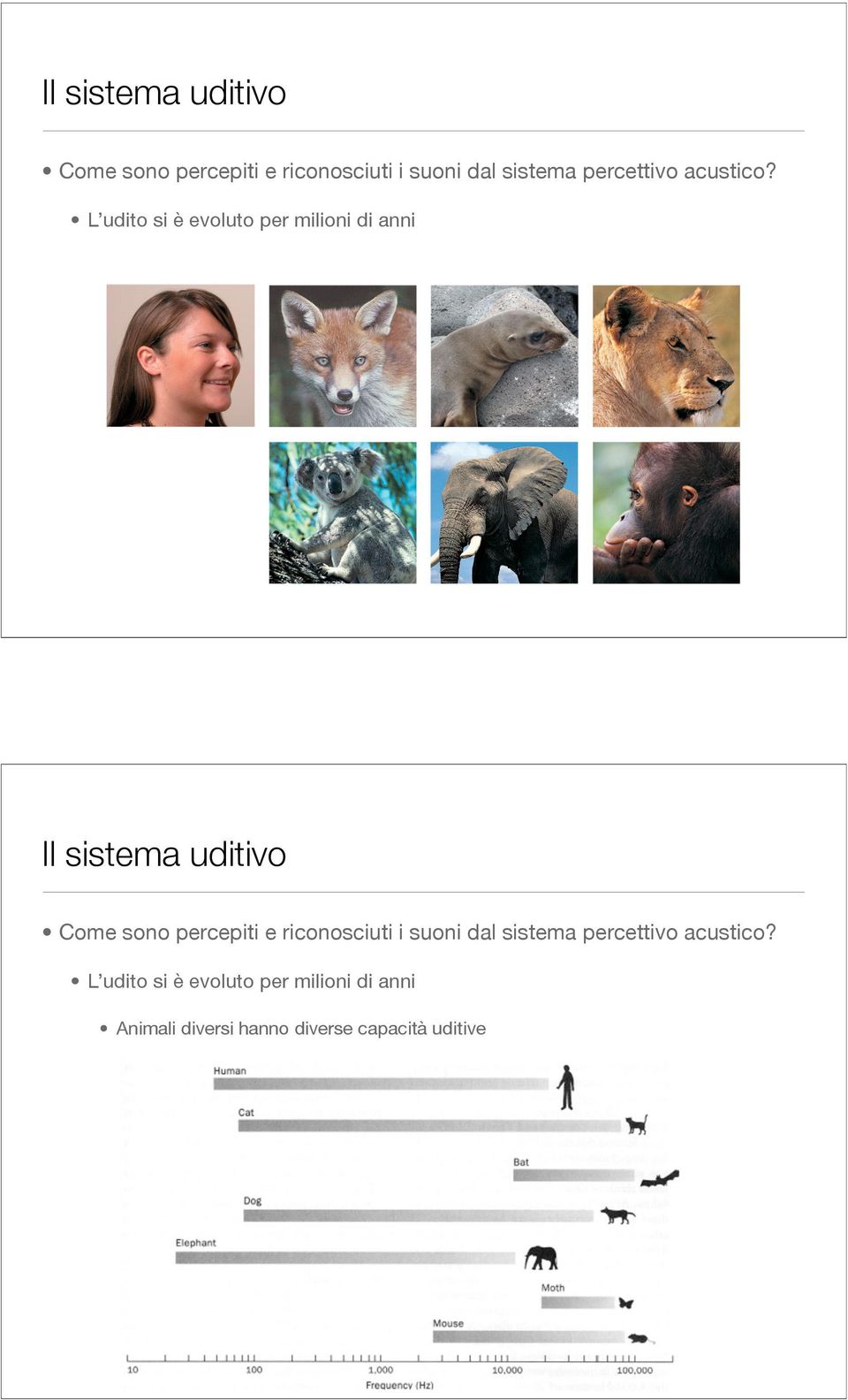 L udito si è evoluto per milioni di anni Animali diversi hanno