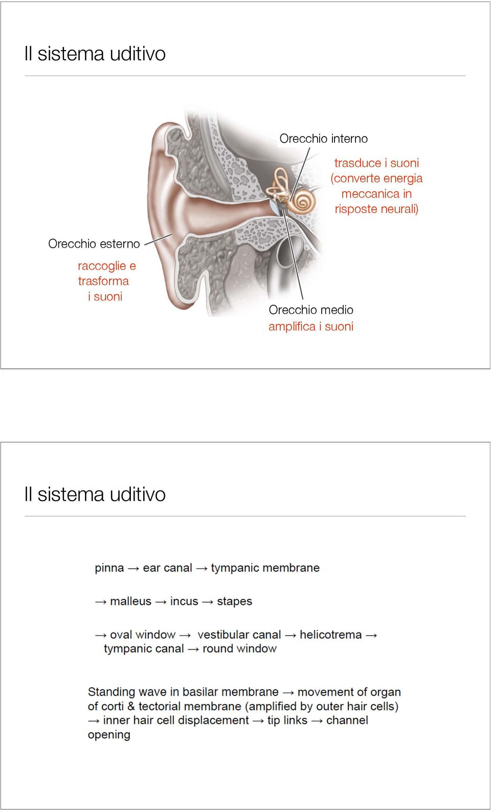 neurali) Orecchio esterno raccoglie e