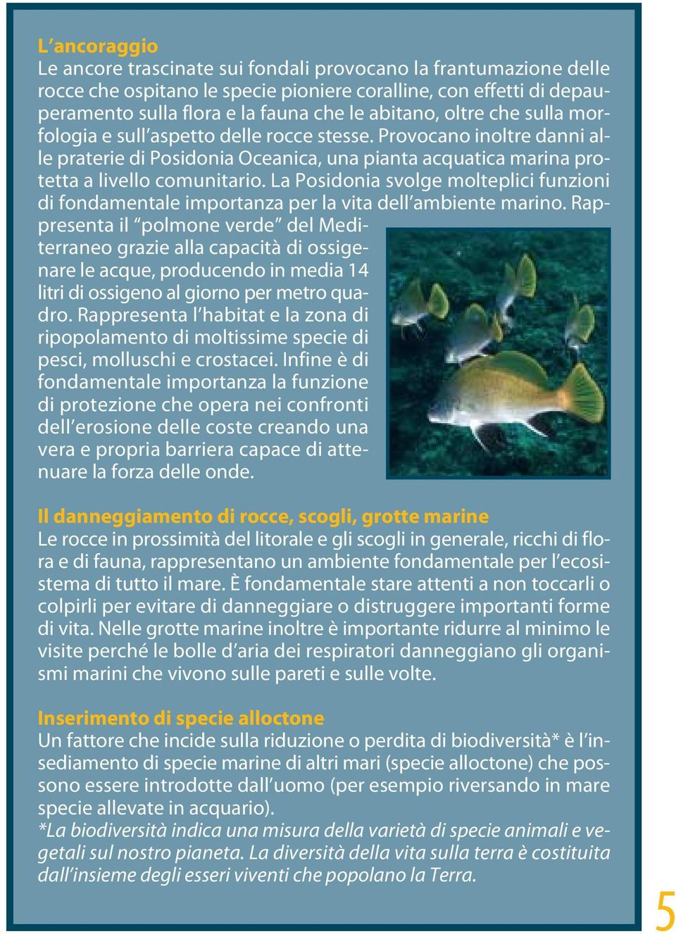 La Posidonia svolge molteplici funzioni di fondamentale importanza per la vita dell ambiente marino.