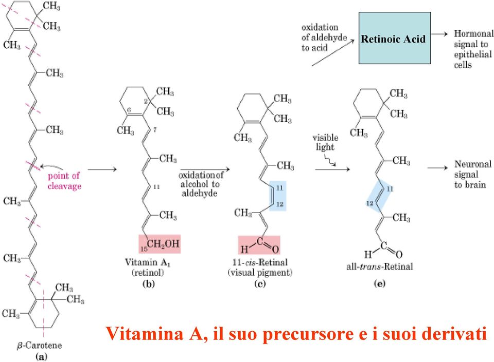 suo precursore