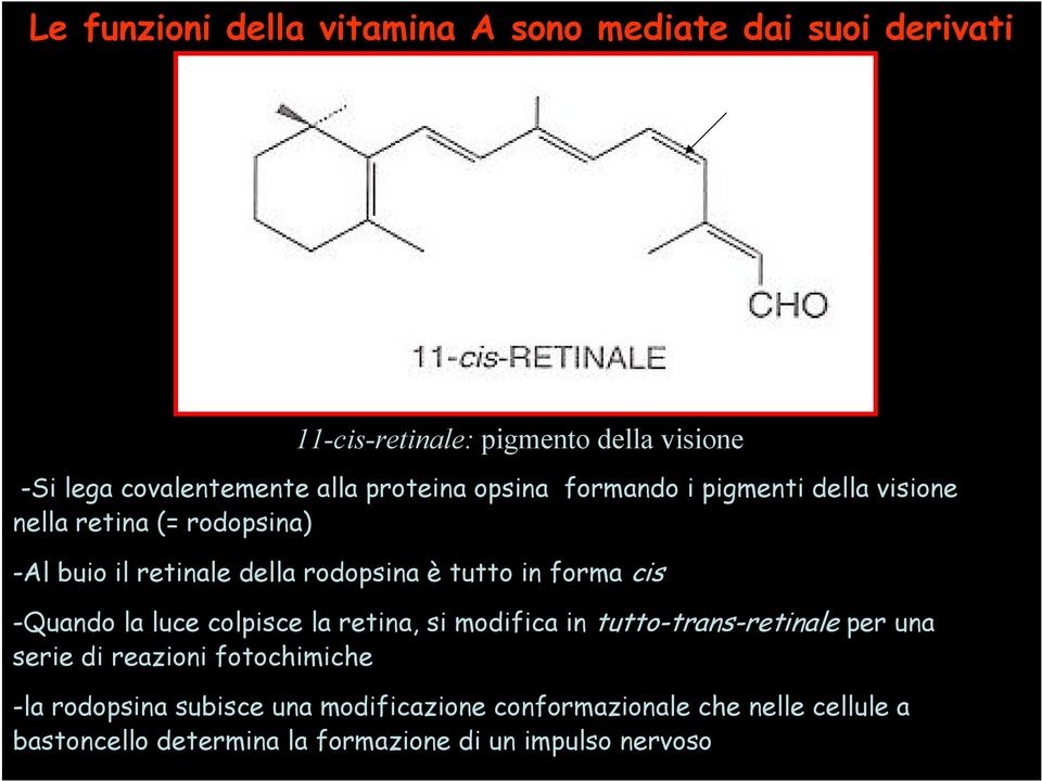 in forma cis -Quando la luce colpisce la retina, si modifica in tutto-trans-retinale per una serie di reazioni fotochimiche