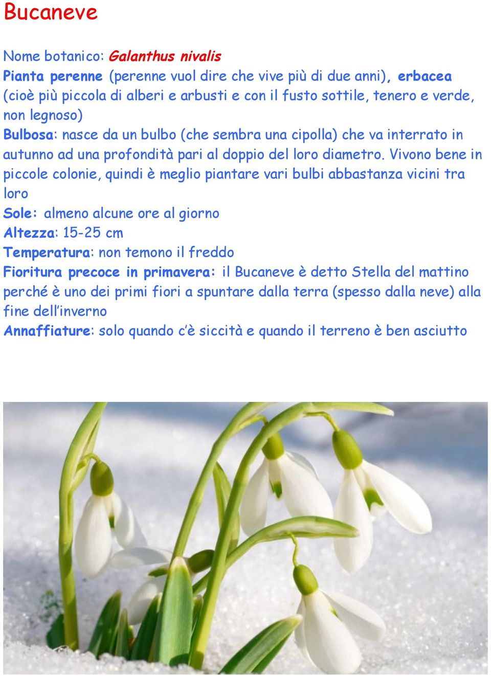 Vivono bene in piccole colonie, quindi è meglio piantare vari bulbi abbastanza vicini tra loro Sole: almeno alcune ore al giorno Altezza: 15-25 cm Temperatura: non temono il freddo