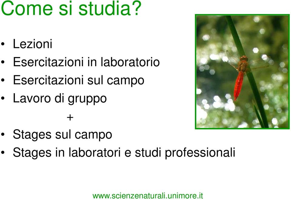 Esercitazioni sul campo Lavoro di