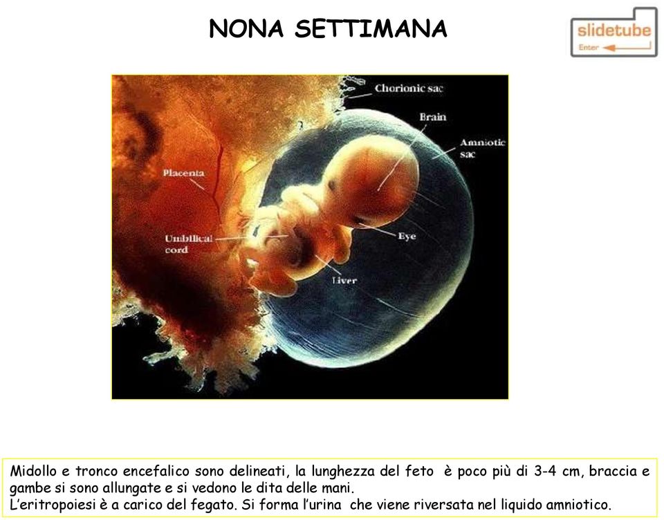 allungate e si vedono le dita delle mani.