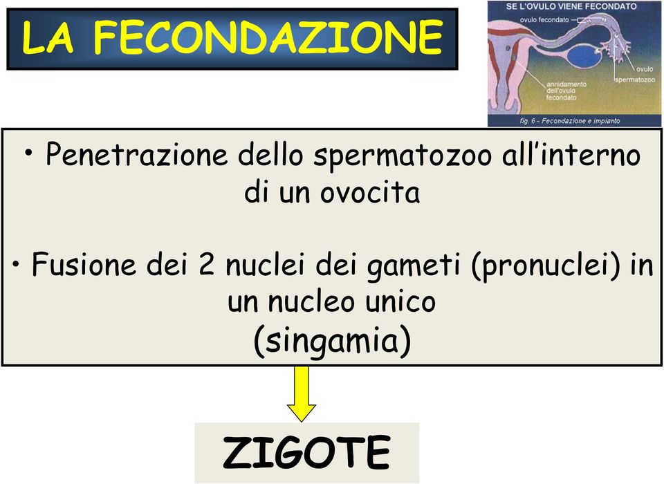 Fusione dei 2 nuclei dei gameti