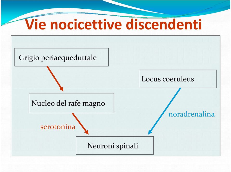 coeruleus Nucleo del rafe magno