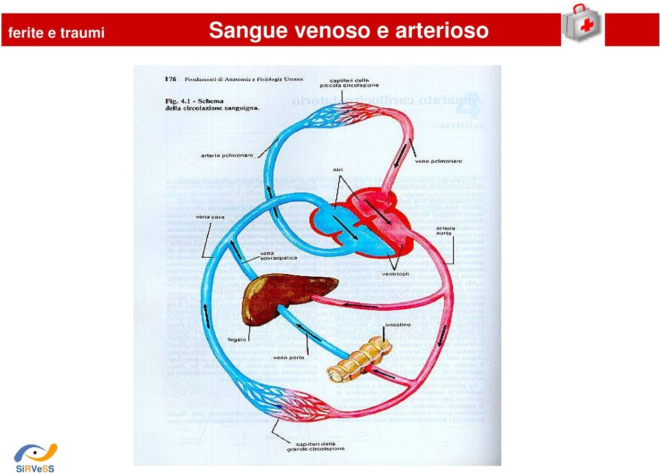 Sangue