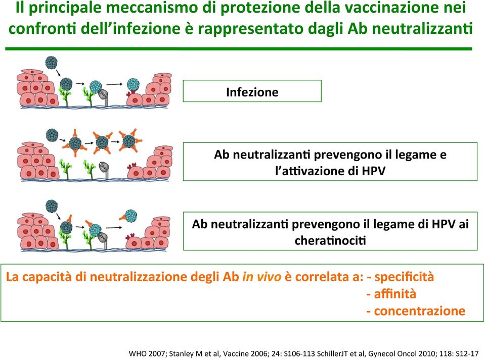 legame di HPV ai cheragnocig La capacità di neutralizzazione degli Ab in vivo è correlata a: - specificità -