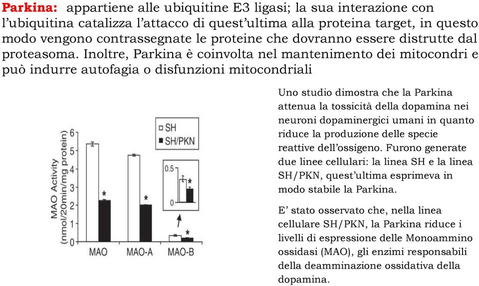 Inoltre, Parkina è coinvolta nel mantenimento dei mitocondri e può indurre autofagia o disfunzioni mitocondriali Uno studio dimostra che la Parkina attenua la tossicità della dopamina nei neuroni