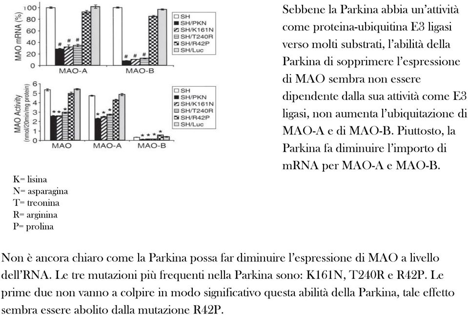 Piuttosto, la Parkina fa diminuire l importo di mrna per MAO-A e MAO-B. Non è ancora chiaro come la Parkina possa far diminuire l espressione di MAO a livello dell RNA.