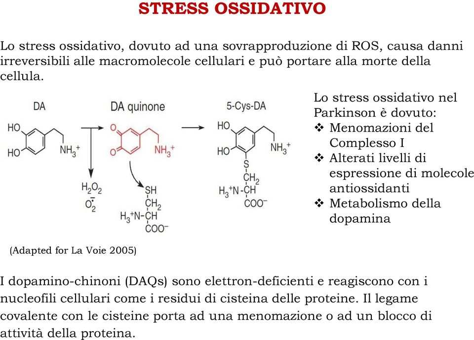 Lo stress ossidativo nel Parkinson è dovuto: Menomazioni del Complesso I Alterati livelli di espressione di molecole antiossidanti Metabolismo della