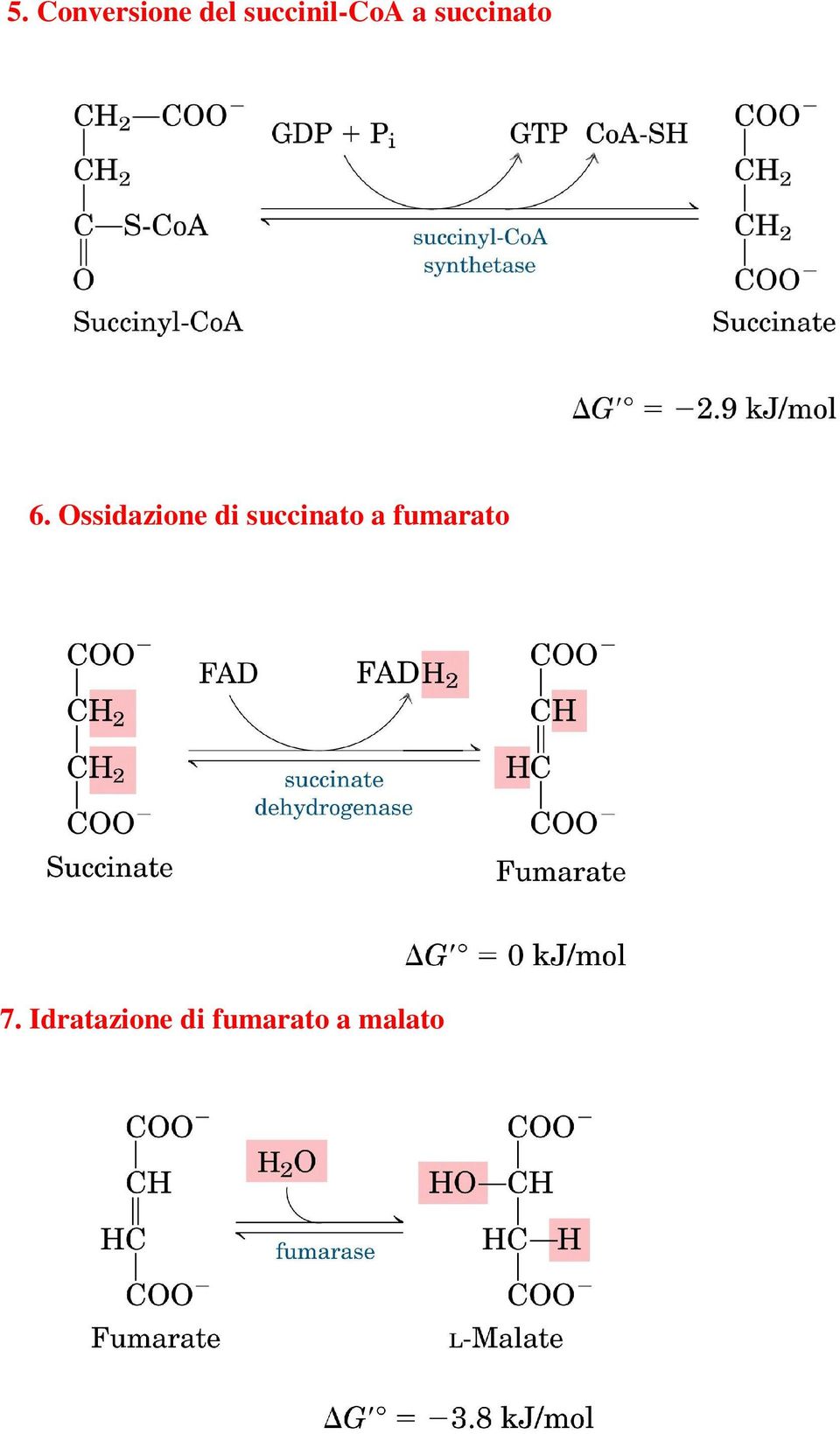 Ossidazione di succinato a