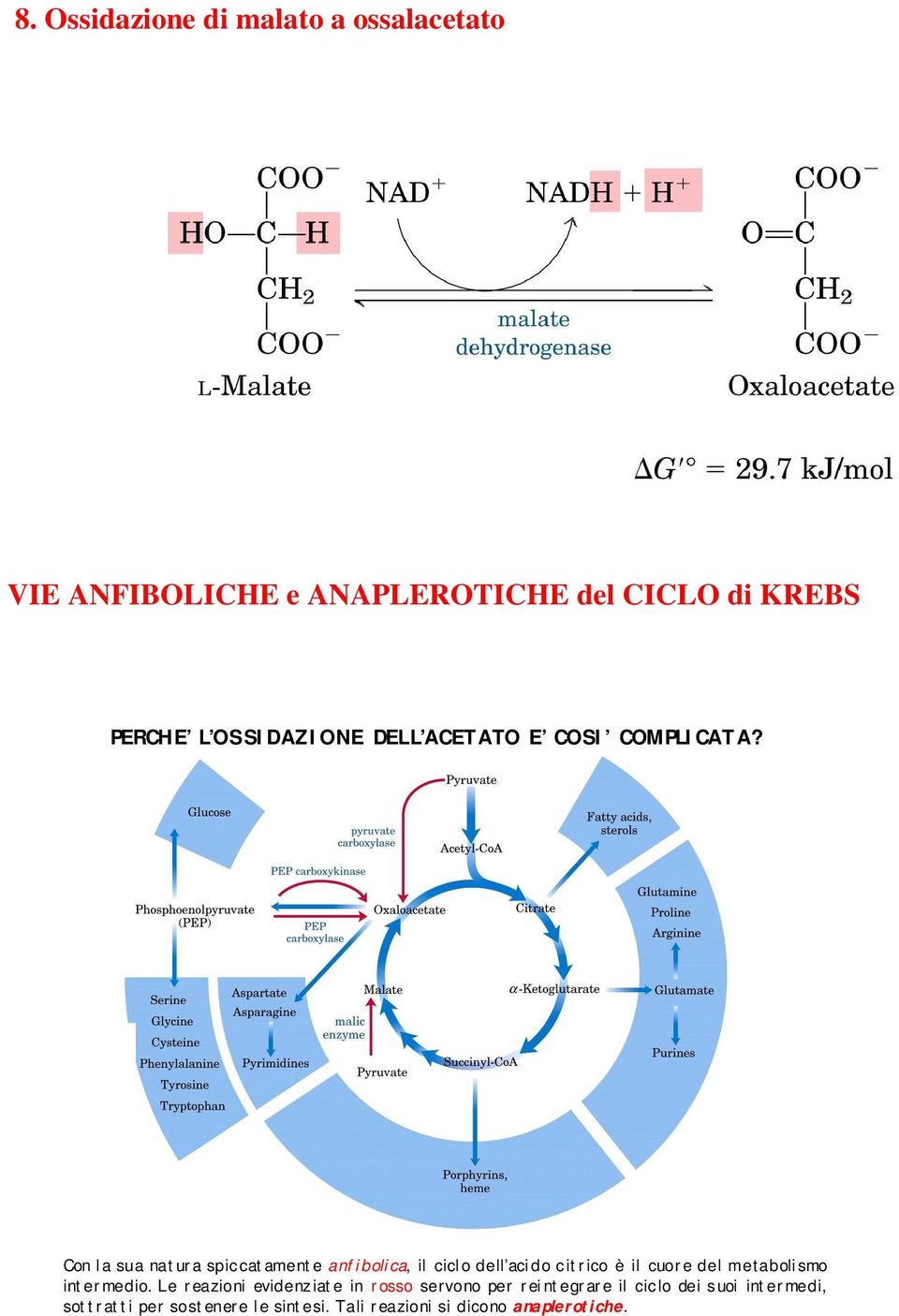 Con la sua natura spiccatamente anfibolica, il ciclo dell acido citrico è il cuore del m etabolismo intermedio.