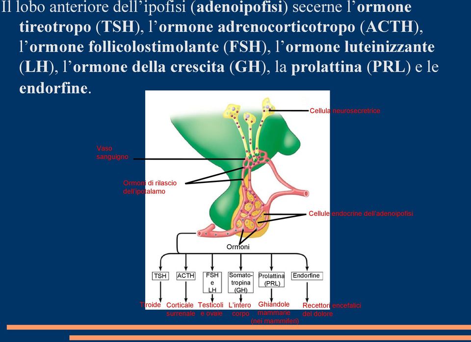 Cellula neurosecretrice Vaso sanguigno Ormoni di rilascio dell ipotalamo Cellule endocrine dell adenoipofisi Ormoni TSH ACTH FSH e LH