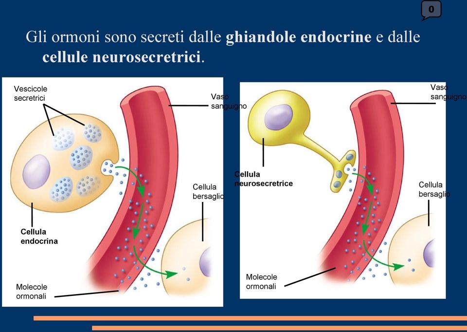 Vescicole secretrici Vaso sanguigno Vaso sanguigno Cellula