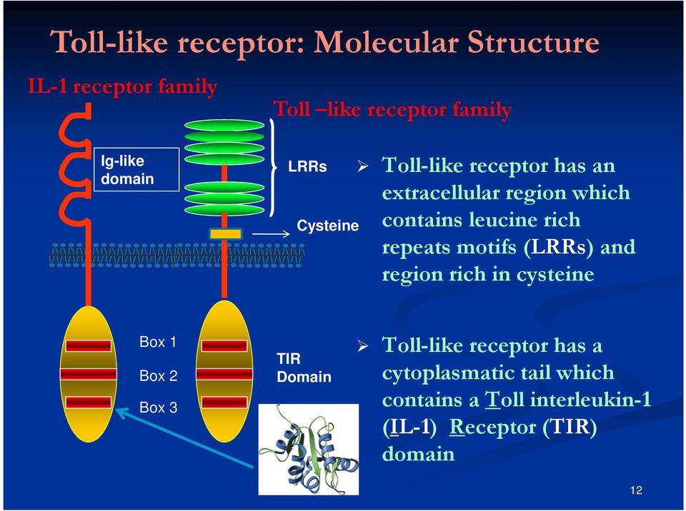 repeats motifs (LRRs) and region rich in cysteine Box 1 Box 2 Box 3 TIR Domain Toll-like
