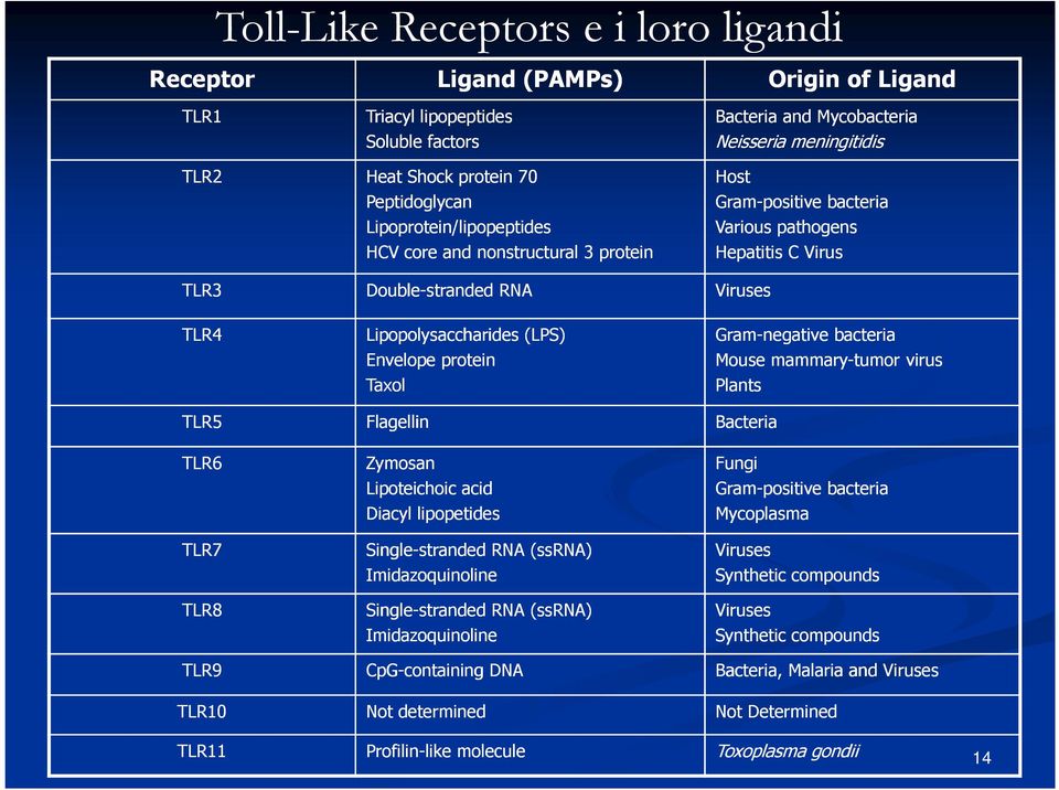 (LPS) Envelope protein Gram-negative bacteria Mouse mammary-tumor virus Taxol Plants TLR5 Flagellin Bacteria TLR6 Zymosan Lipoteichoic acid Diacyl lipopetides Fungi Gram-positive bacteria Mycoplasma