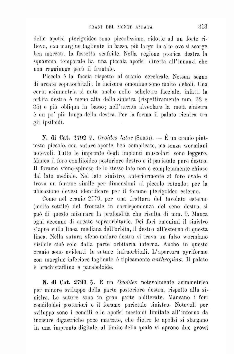 Nessun segno di arcate sopraorbitali ; le incisure omonime sono molto deboli.