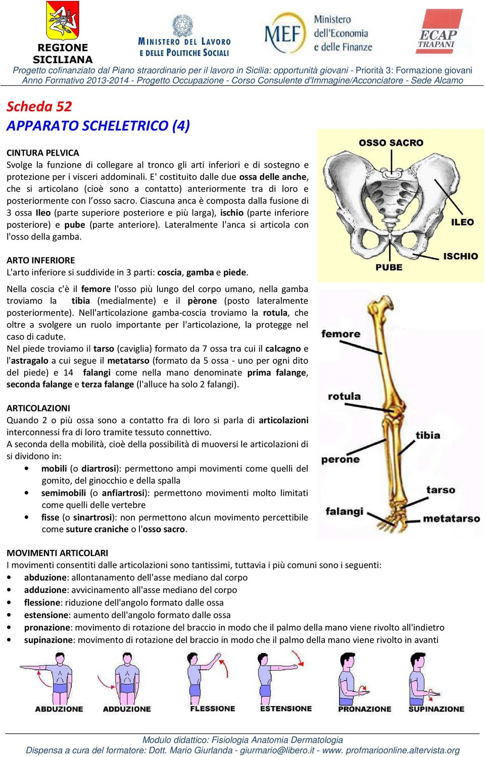 Ciascuna anca è composta dalla fusione di 3 ossa Ileo (parte superiore posteriore e più larga), ischio (parte inferiore posteriore) e pube (parte anteriore).