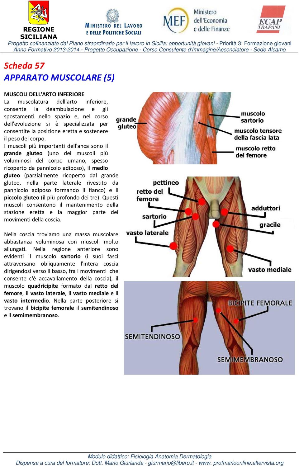 I muscoli più importanti dell'anca sono il grande gluteo (uno dei muscoli più voluminosi del corpo umano, spesso ricoperto da pannicolo adiposo), il medio gluteo (parzialmente ricoperto dal grande