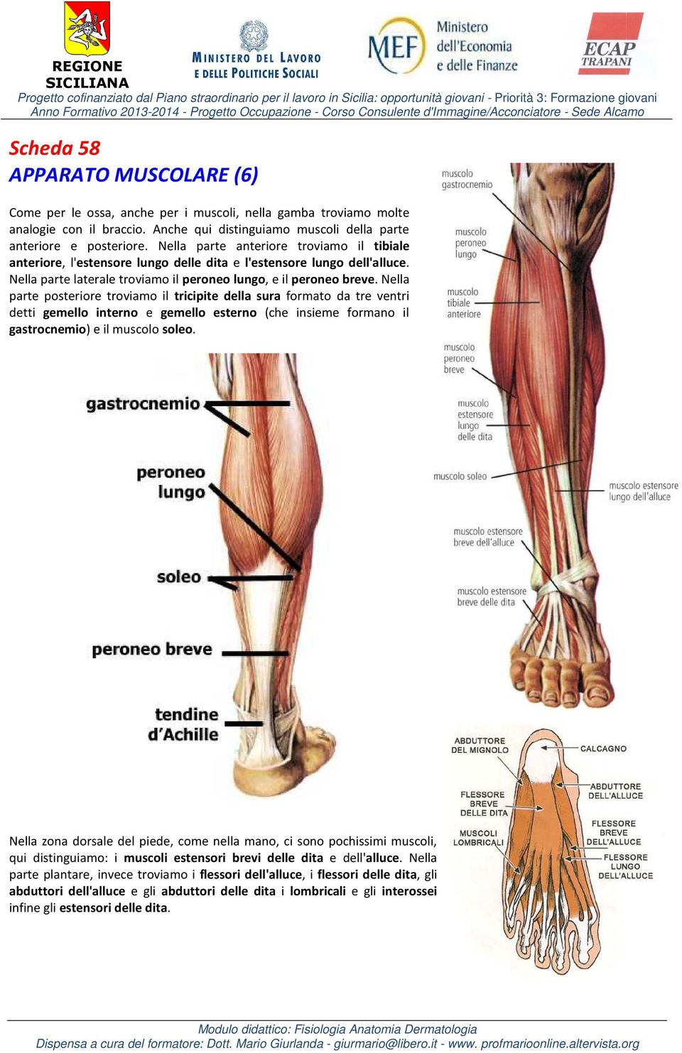 Nella parte posteriore troviamo il tricipite della sura formato da tre ventri detti gemello interno e gemello esterno (che insieme formano il gastrocnemio) e il muscolo soleo.