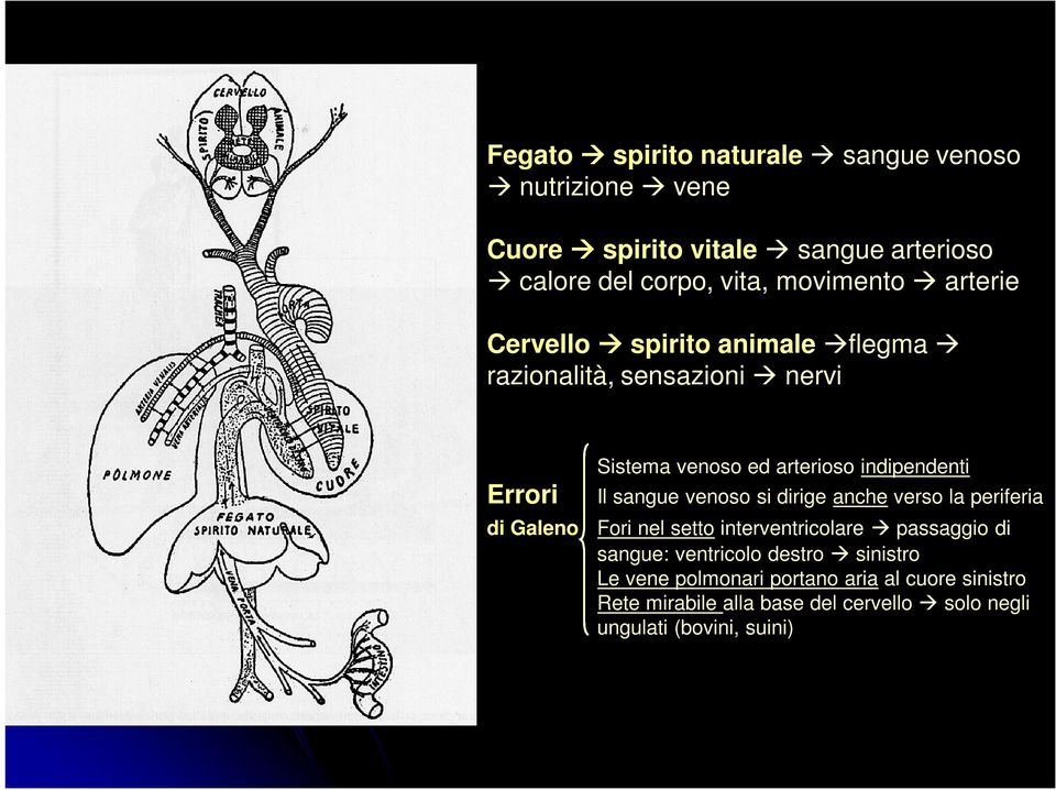 indipendenti Il sangue venoso si dirige anche verso la periferia Fori nel setto interventricolare passaggio di sangue: