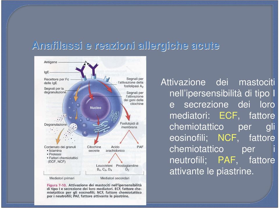 chemiotattico per gli eosinofili; NCF, fattore